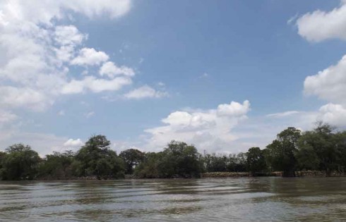 Hutan Mangrove Surabaya