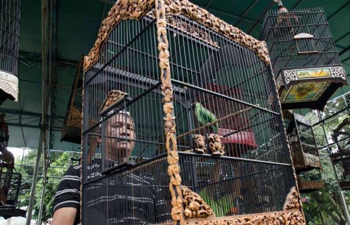 Kicau Burung di Hari Valentine