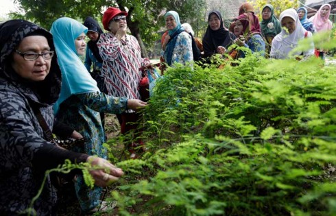 Kesegaran Kampung Jamu di Kawasan Industri