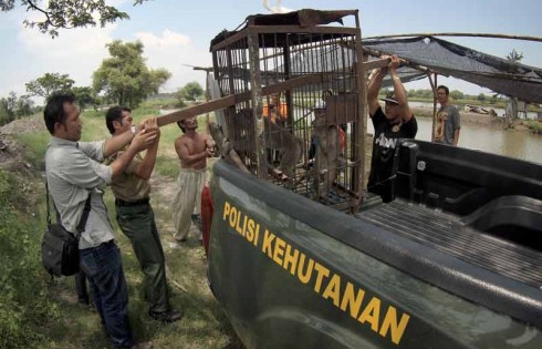 Tim SKW Evakuasi Monyet Ekor Panjang Terduga Rabies