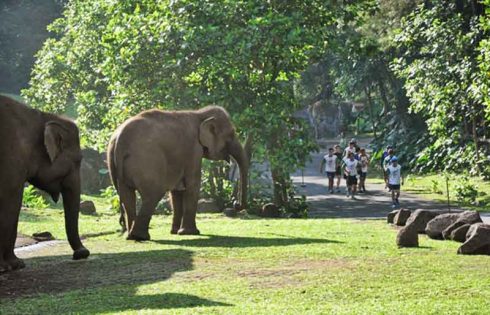 Ajang Lari Lintas Alam Unik di Safari Run 2016