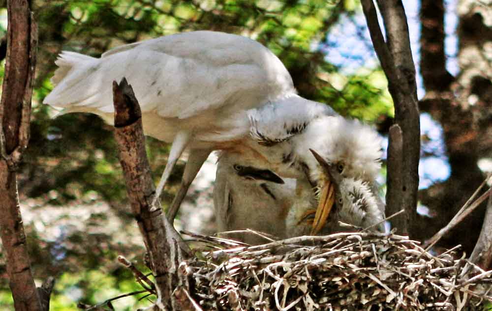 100 Tahun Perjalanan Sang Legenda