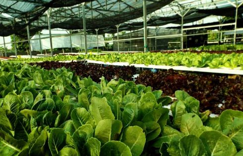 Menjaga Udara Kota dengan Urban Farming