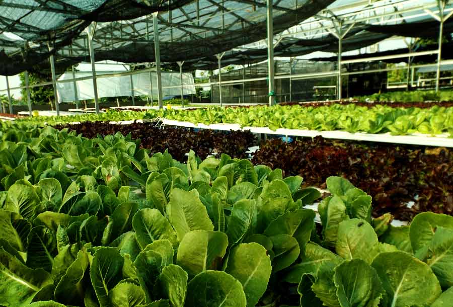 Menjaga Udara Kota dengan Urban Farming