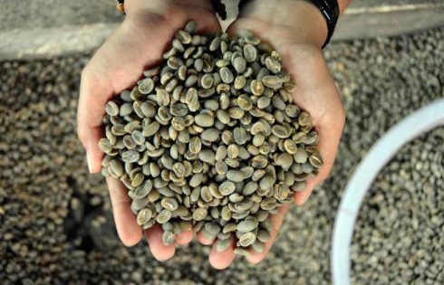 Menguji Cita Rasa Kopi Nusantara