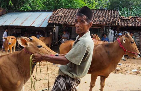 Pedagang Sapi Madura