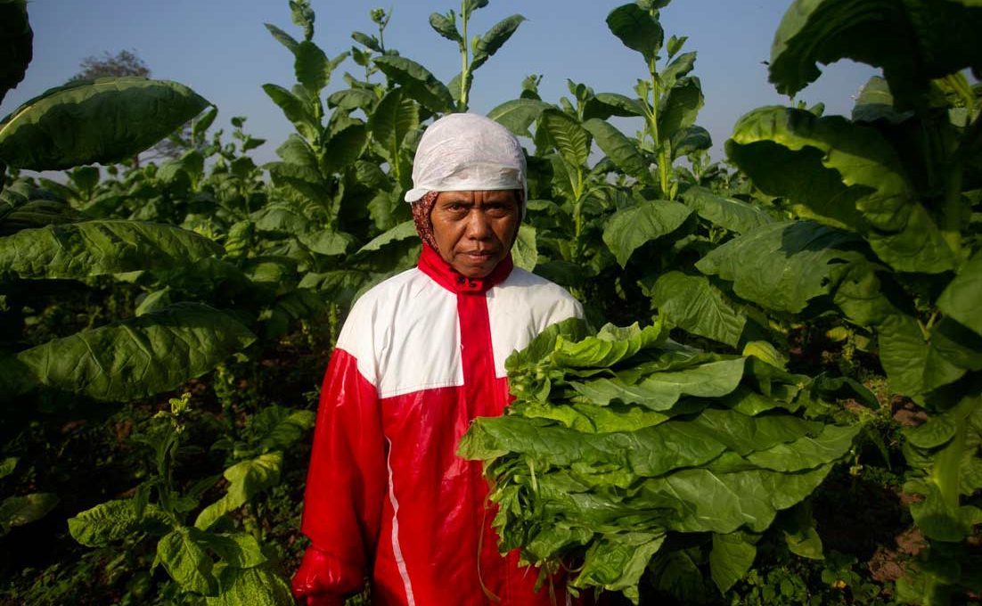 Perempuan Pemetik Tembakau