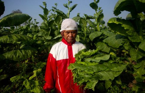 Perempuan Pemetik Tembakau