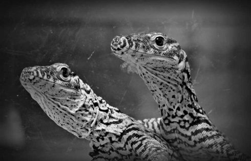 Kebun Binatang Surabaya Kembali Menetaskan Telur Komodo