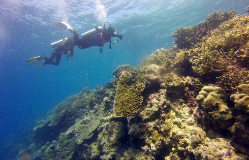 70 Persen Jenis Karang Dunia ada di Indonesia 70 Persen Jenis Karang Dunia ada di Indonesia
