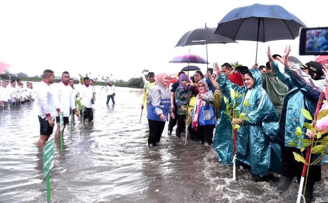 Ibu Negara Tanam Mangrove di Pandeglang