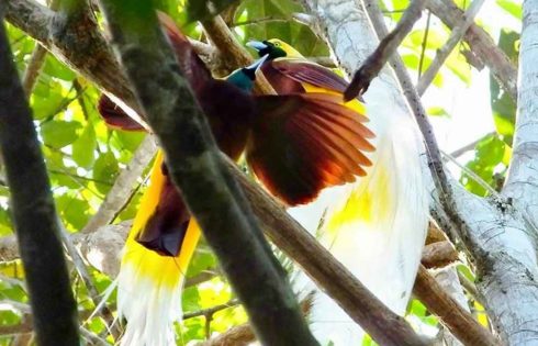 Belantara Papua Barat, dari Cenderawasih hingga Tank Perang Kepak Cendrawasih di Belantara Papua Barat