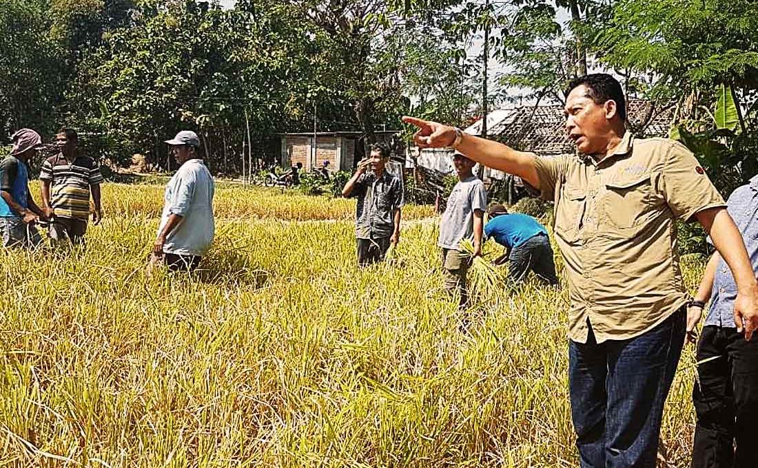 Dukung Proyek Food Estate, Bulog Siap Serap Hasil Panen