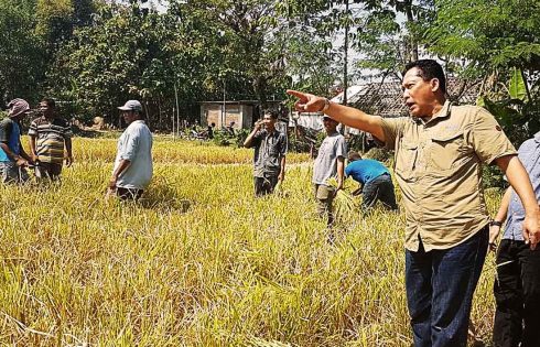 Dukung Proyek Food Estate, Bulog Siap Serap Hasil Panen