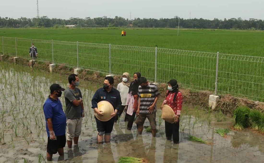 Menteri BUMN Puji Kolaborasi BUMN Bangun Ketahanan Pangan dan Wirausaha Petani