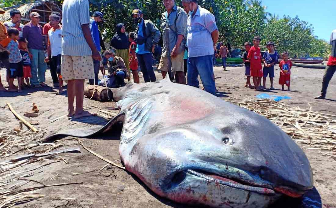 Lewat BPSPL Denpasar, KKP Tangani Hiu Mulut Besar yang Terdampar di Flores Timur