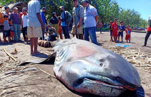 Lewat BPSPL Denpasar, KKP Tangani Hiu Mulut Besar yang Terdampar di Flores Timur
