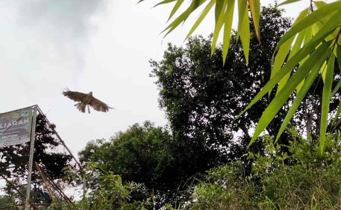 Jaga Populasi Satwa Liar, BKSDA Sumsel dan Yayasan ALOBI lepasliarkan Musang Pandan dan Elang Brontok