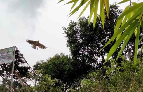 Jaga Populasi Satwa Liar, BKSDA Sumsel dan Yayasan ALOBI lepasliarkan Musang Pandan dan Elang Brontok