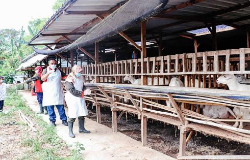 YDSF Siap Distribusikan 27 Ton Daging Kurban ke Pelosok Nusantara