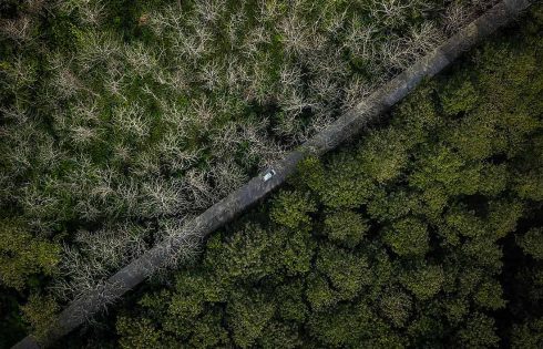 Diikuti 536 Karya dan 339 Peserta, Foto Keindahan Hutan Jati ini jadi Juara Lomba Foto Petrogas 2022