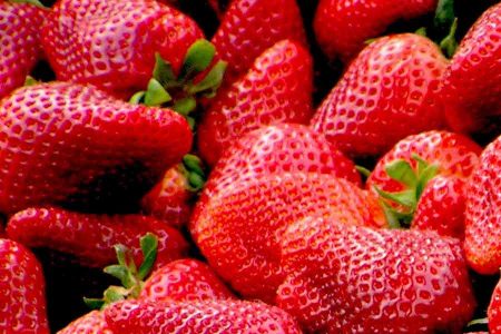 Buah strawberry ternyata bisa tumbuh subur di Indonesia