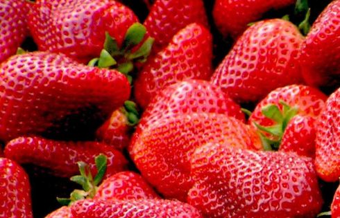 Menanam Strawberry, Apa sih yang Nggak Mungkin di Indonesia? Buah strawberry ternyata bisa tumbuh subur di Indonesia