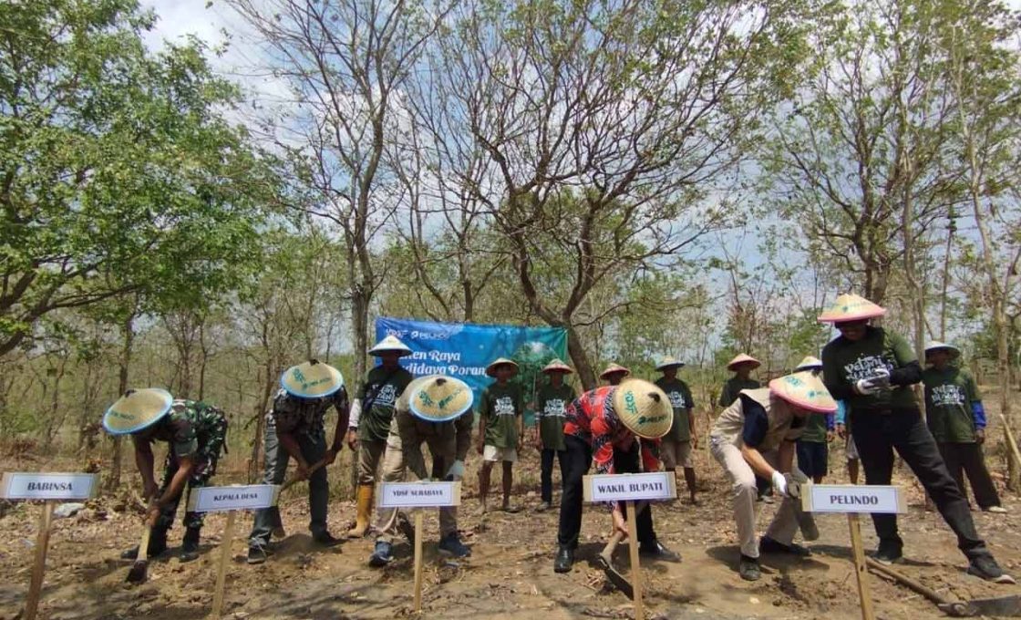 YDSF-PT Pelindo Panen Raya Porang 50 Ton di Saradan Madiun