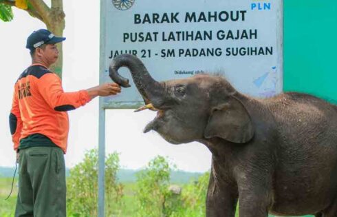 PLN Dukung Pelestarian Gajah Sumatra dengan Sediakan Kendaraan Patroli