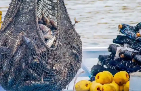 WoDEF 2025: Seruan Global Hentikan Eksploitasi Hewan Akuatik dan Krisis Lingkungan wodef