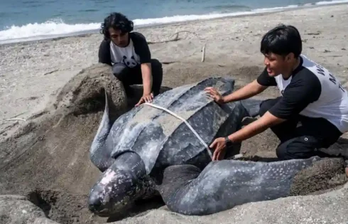 Pemerintah resmi tetapkan Kawasan Konservasi Perairan Pulau Buru seluas 57.594 hektare untuk lindungi habitat peneluran penyu belimbing.