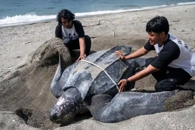 Pemerintah resmi tetapkan Kawasan Konservasi Perairan Pulau Buru seluas 57.594 hektare untuk lindungi habitat peneluran penyu belimbing.