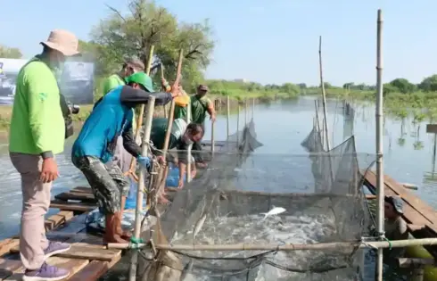 BRIDA Surabaya Kembangkan Silvofishery, Strategi Perkuat Ekosistem Pesisir dan Tingkatkan Hasil Tambak BRIDA Surabaya mendorong sistem silvofishery dengan integrasi mangrove dan tambak untuk memperkuat ekosistem pesisir serta meningkatkan hasil perikanan.